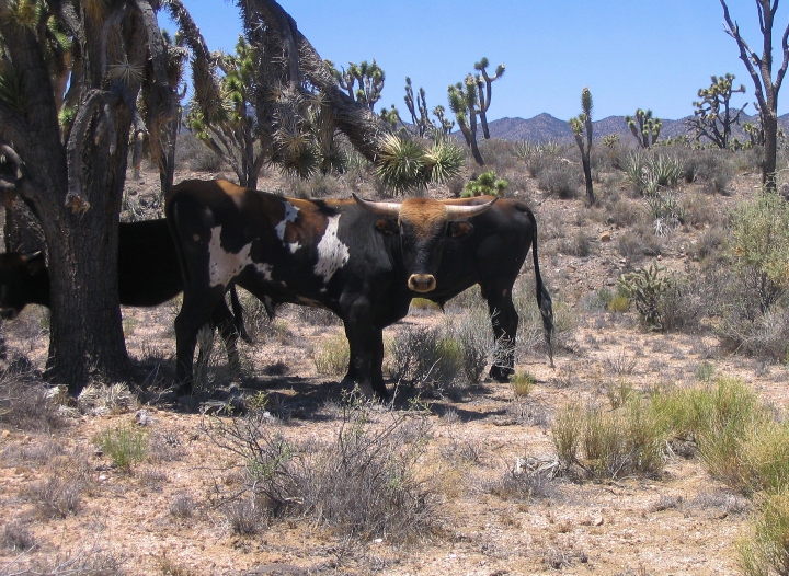 Desert Cows